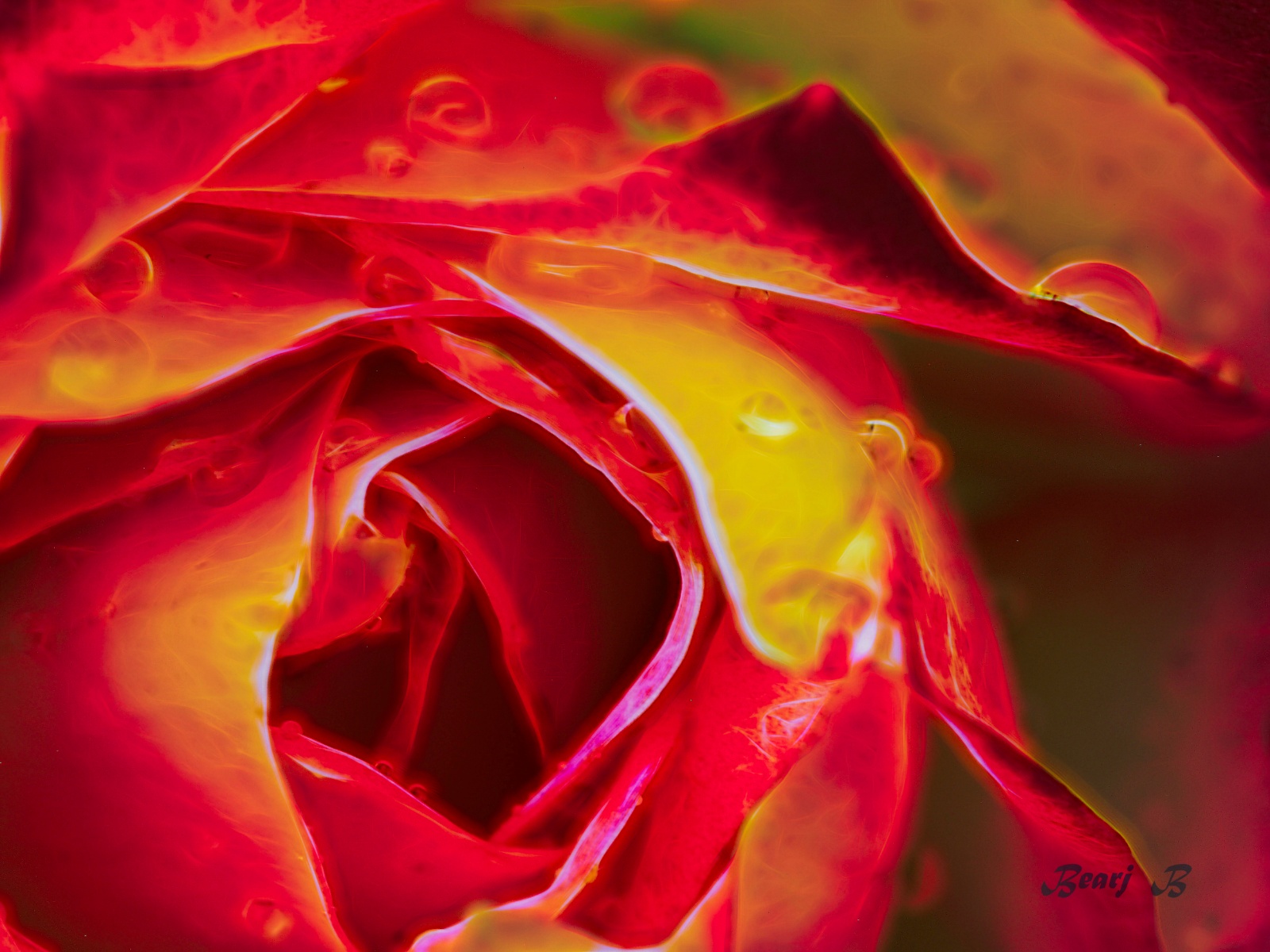 Neon Rose